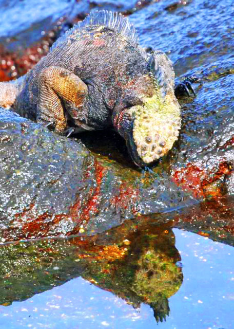03-28-13_ Galapagos Marine Iguana-1.JPG