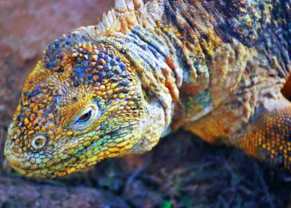 03-28-13_ Galapagos Land Iguana-1.JPG