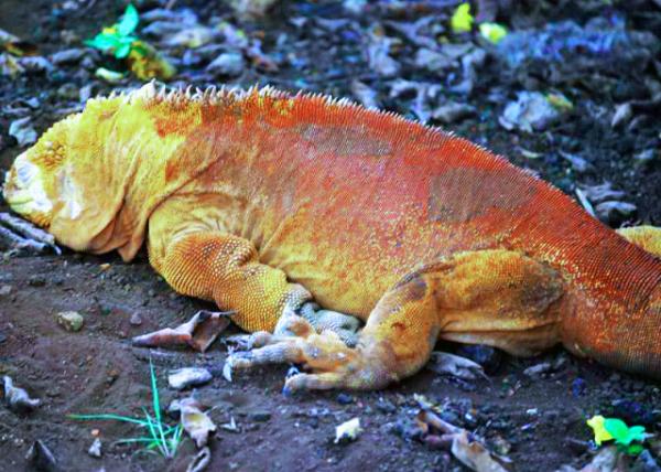 03-28-13_ Galapagos Land Iguana-2.JPG