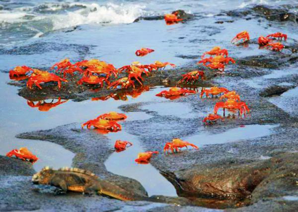 03-28-13_ Ubiquitous Sally Lightfoot Crabs.JPG