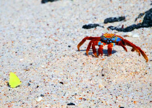 03-28-13_ Sally Lightfoot Crab-2.JPG