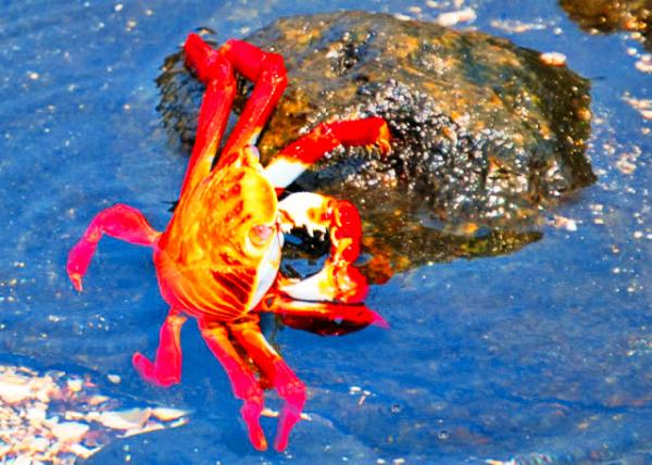03-28-13_ Sally Lightfoot Crab-1.JPG