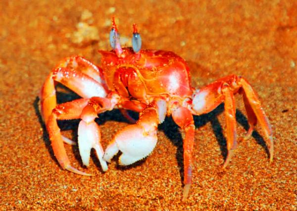 03-28-13_Gal��pagos Ghost Crab.JPG