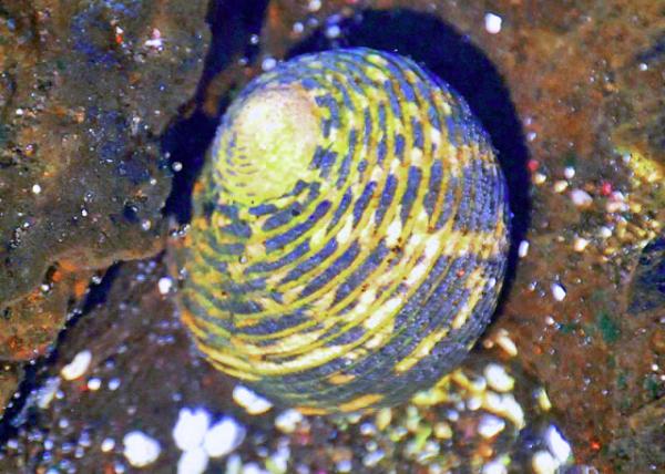 04-01-13_ Nerita Snail, Gregarious Herbivore0001.JPG