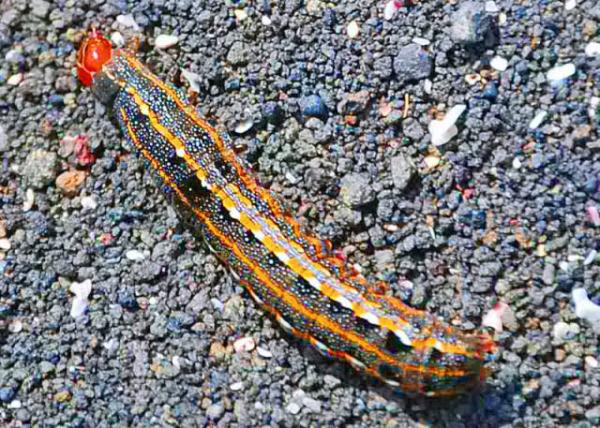 03-28-13_ Monarch Caterpillar �ߵ�ëë��.JPG