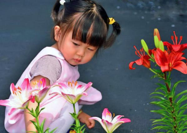2013-06-09_Trumpet & Oriental Lilies С�Űٺ��붫���ٺ�-100010001.JPG