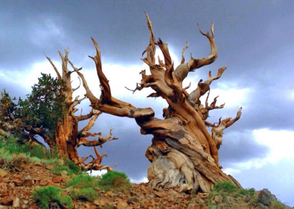 2013-07-04_Oldest Living Tree on Earth at Ancient Bristlecone Pine Forest �ź�β���֡��������ϵ���00010001.JPG