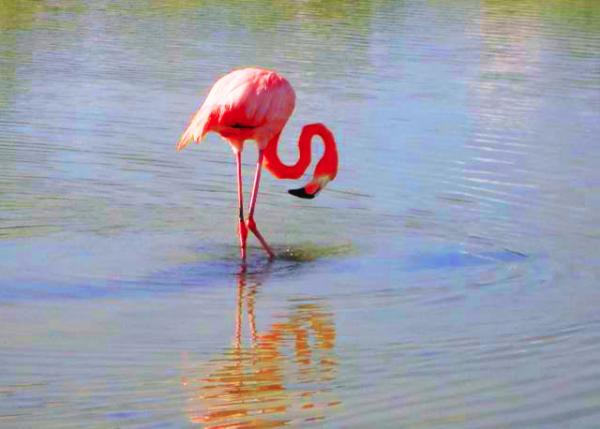 2013-04-04_Flamingo Taken from Galapagos ���ڴ���ĵ��Ļ�����-10001.JPG