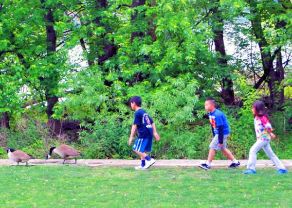 05-05-12_ Chase Geese0001.JPG