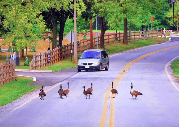 07-28-11_ Goose Jaywalk ���кᴩ��·0001.JPG