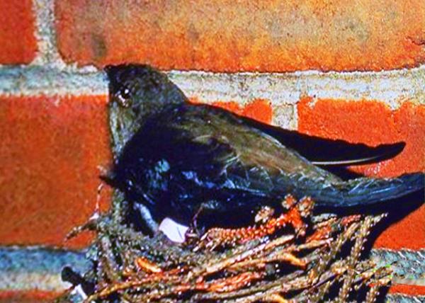 Chimney Swift0001.JPG
