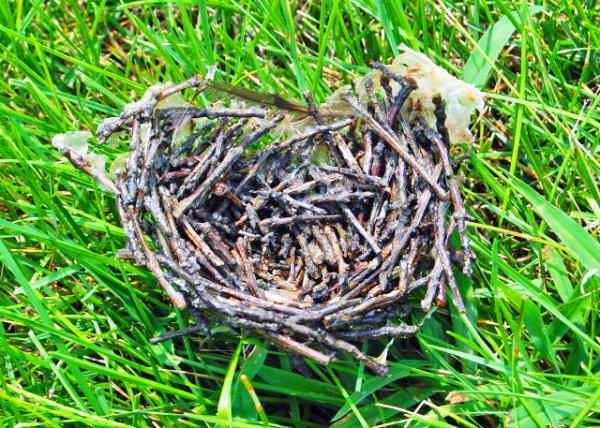 08-15-12_ Chimney Swift Nest �̴�������0001.JPG