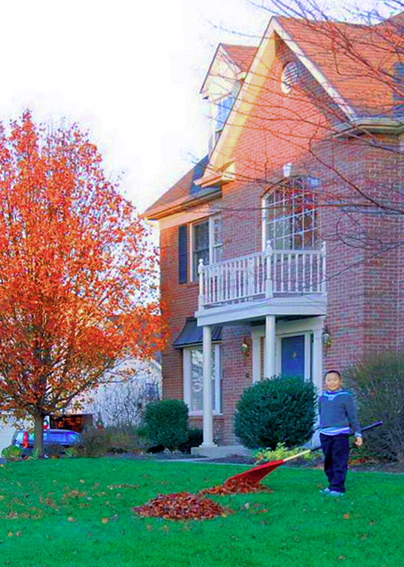 2010-11-28_Rake Leaves ɨ��Ҷ-20001.JPG