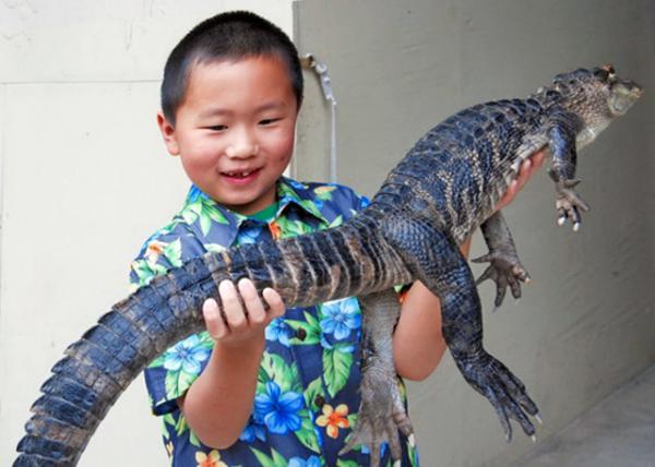 2009-02-02_Alligator @ verglades NP, FL���ݴ�����ع��ҹ�԰��������0001.JPG