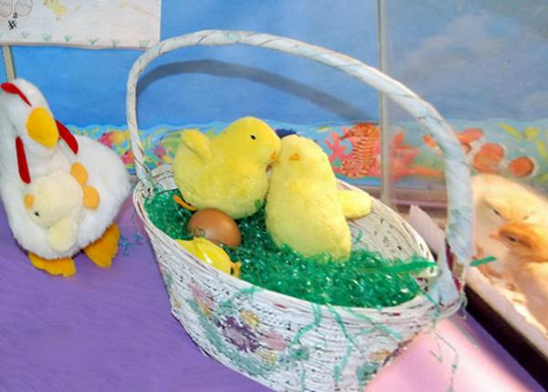 03-17-11_ Unhatched Egg δ�����ļ���0001.JPG