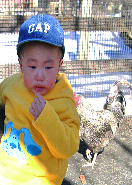 2005-02-05_Rooster Foe0001.JPG