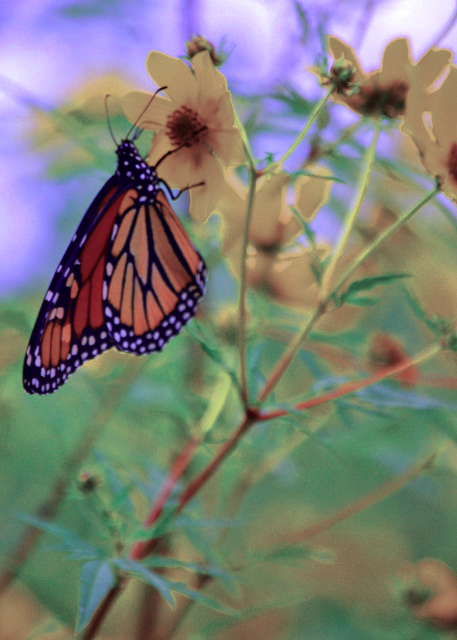 08-31-07_ Flowers-20001.JPG