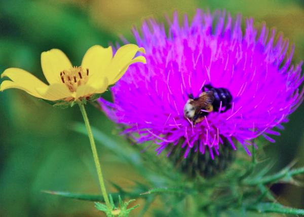 08-31-07_ Flowers-10001.JPG