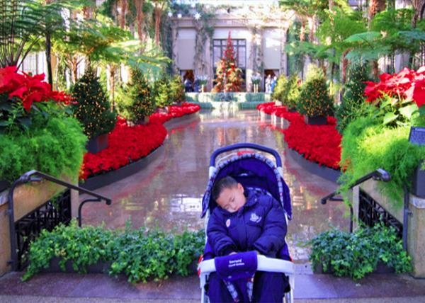 2006-12-27_Sleepyhead in Longwood Gardens ��ľ��԰0001.JPG