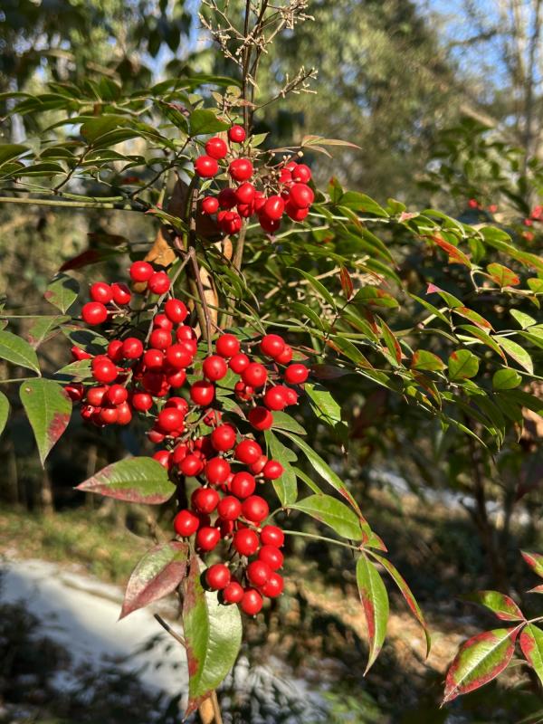 IMG_9142 (�Զ���).JPG