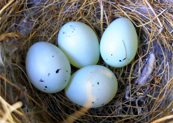 2019-04-09_4 Eggs-10001.JPG