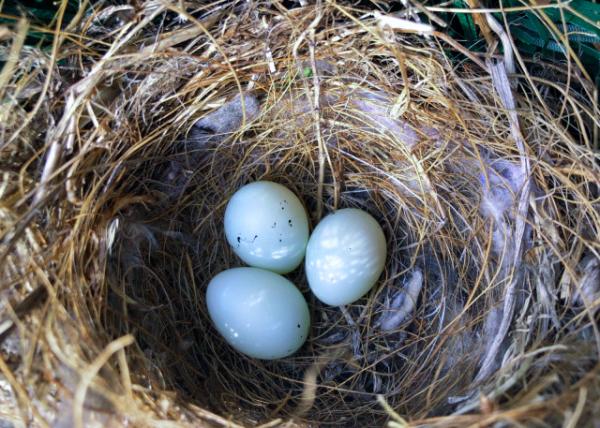 2019-04-08_3 Egges-10001.JPG