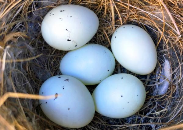 2019-04-10_5 Egges-10001.JPG