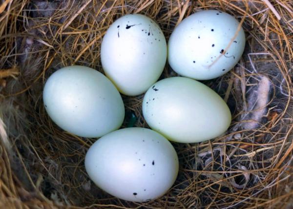 2019-04-11_5 Egges0001.JPG