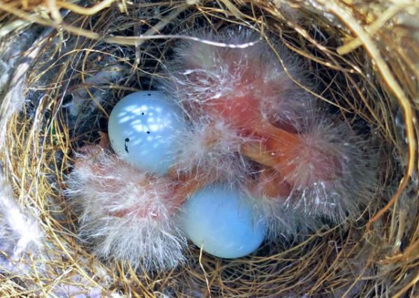 2019-04-23_3 of 5 Eggs Hatched-10001.JPG