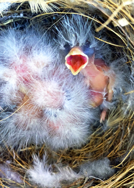 2019-04-24_4 of 5 Eggs Hatched-50001.JPG
