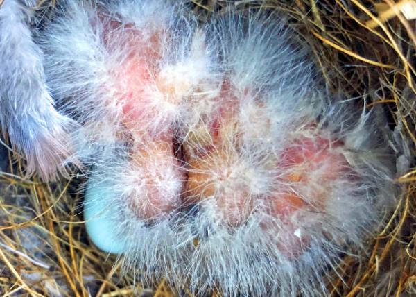 2019-04-24_4 of 5 Eggs Hatched-60001.JPG