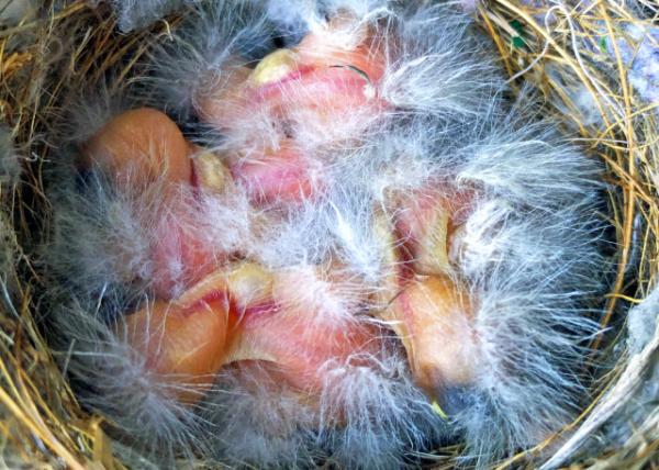 2019-04-25_5 Chicks-10001.JPG