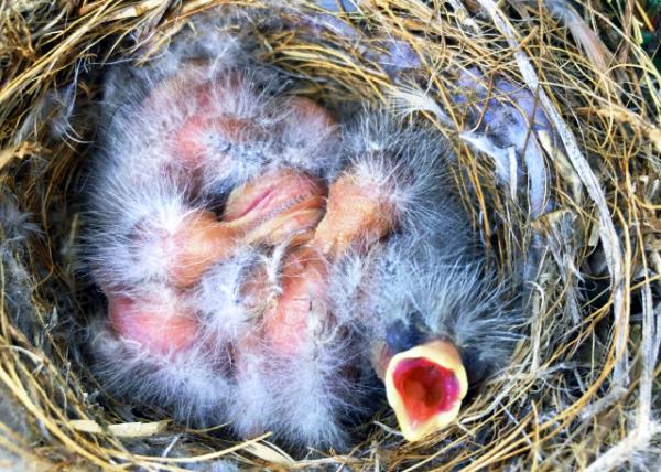 2019-04-26_Hungry Chick-50001.JPG