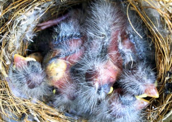 2019-04-28_5 Chicks-50001.JPG