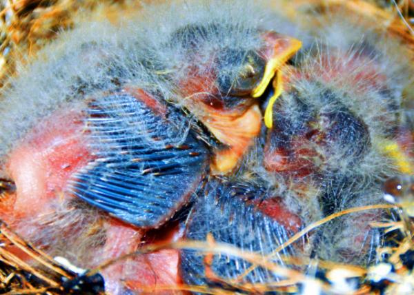 2019-04-29_5 Chicks-30001.JPG