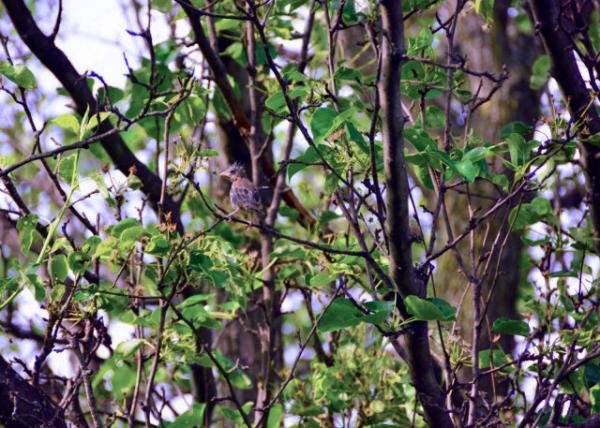 2019-05-08_Beauty Queen-10001.JPG