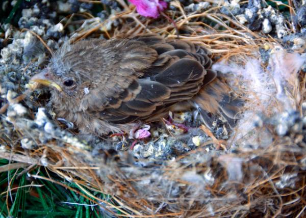 2019-05-08_Home Alone0001.JPG