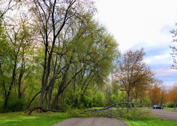 2021-04-21_Fallen Tree @ Windlestrae Park0001.JPG
