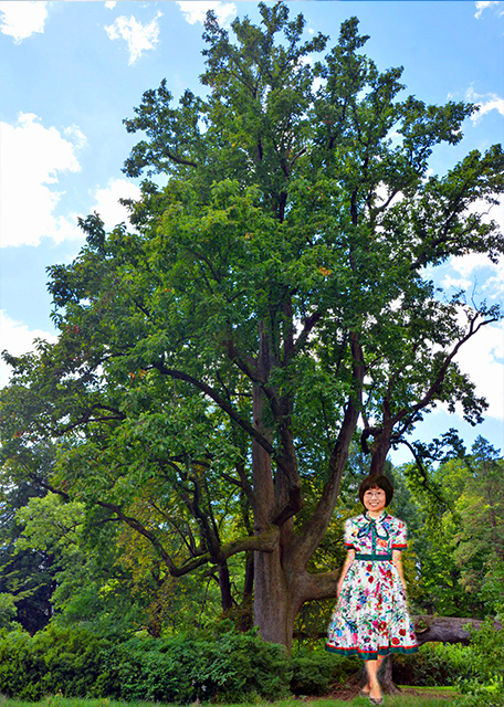 2020-07-05_Cucumber Magnolia & Poplar Tree @ Stoneleigh0001.JPG