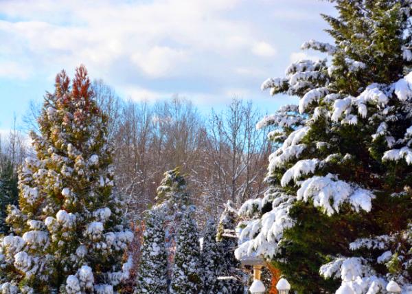 2024-12-21_04_Arctic Cold0001.JPG