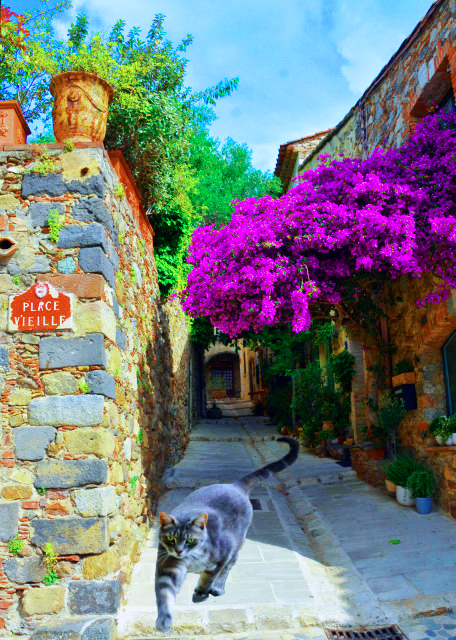 2024-06-02_Succumb to the Charm of Grimaud��s bougainvillea w Cheeky Cat0001.JPG