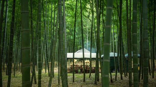 11.6 360 竹林聚会 Bamboo Grove Gathering.jpg