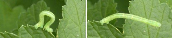 11.3.4 �Ƿ��붨 Neither think nor non-think Stillness.jpg