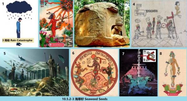 10.5.2-3 360 ������ Seaweed Seeds.jpg