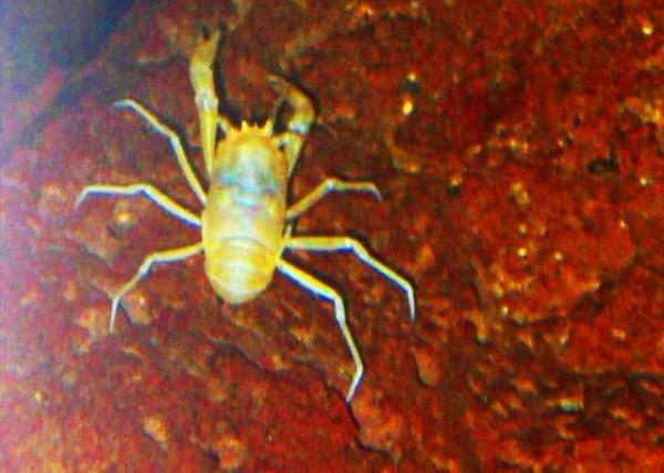 2024-06-08_35_Munidopsis polymorph or a Blind Albino Cave Crab in Lava Tubes Formed by Volcanic Eruptions 15,000-13,000 Yrs Ago & the Animal Sym0001.JPG