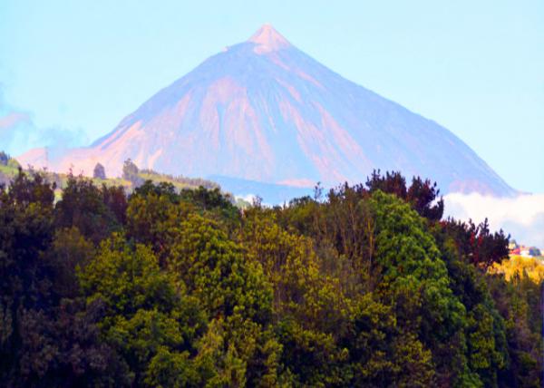2024-06-09_35_Teide NP & Orotava Valley Admiring the Laurel Wood a Vegetable Relic from Prehistoric Times Unique to Tenerife0001.JPG