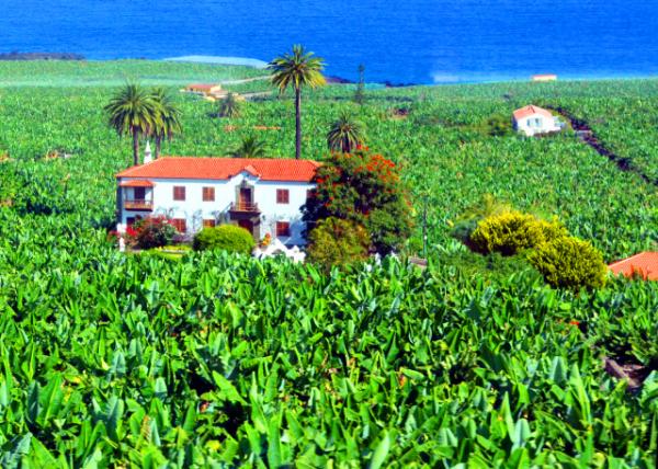 2024-06-09_40_Banana Plantation & Farmhouse on the Atlantic Coast0001.JPG