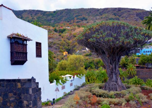 2024-06-09_55_Plant_Millennial Dragon Tree Massive_ Solitary Dracaena Tree_ an Icon of Tenerife_ Estimated to be 1_000 Years Old0001.JPG