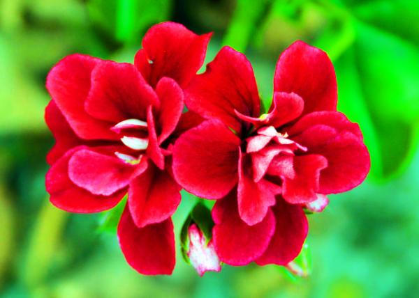 2024-06-09_68_Plant_Calibrachoa Double Can Can Red0001.JPG