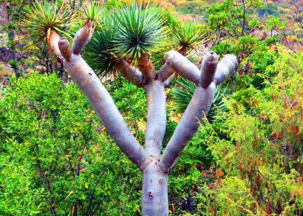 2024-06-09_69_Plant_Dragon Blood Tree0001.JPG